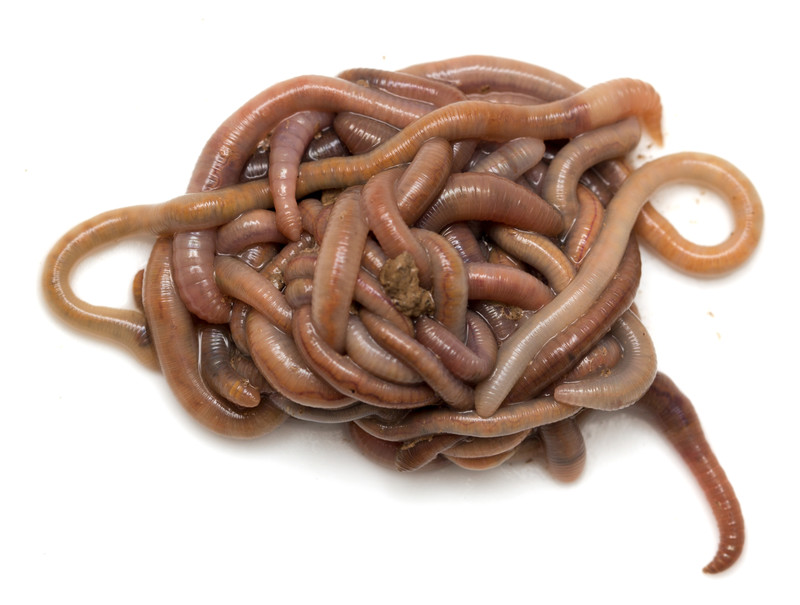 European Nightcrawler Worms – Ebenezer Homestead