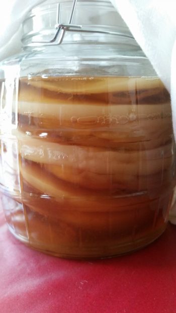 SCOBY Hotel